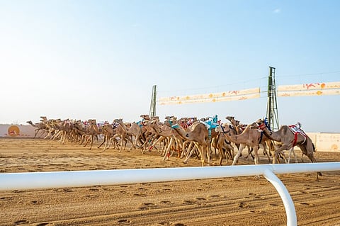 في نسخته السابعة.. مهرجان ولي العهد للهجن.. حضور إقليمي وصدارة سعودية