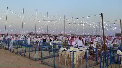 "البيئة" تطلق ملتقى نجد الثاني لنوادر الأغنام بالدوادمي دعماً للأمن الغذائي