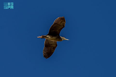 رصد طائر "بلشون الليل أسود التاج" أثناء عبوره منطقة الحدود الشمالية