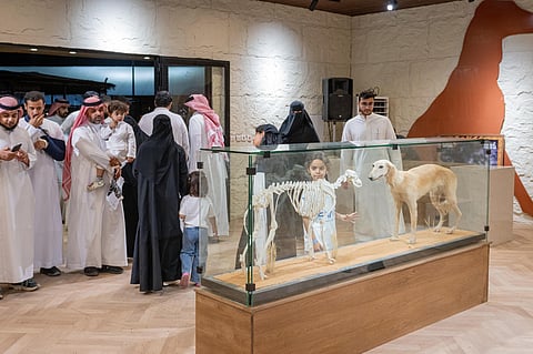 السلوقي.. متحف خاص لأيقونة الصيد الصحراوي في معرض الصقور والصيد السعودي الدولي 2025