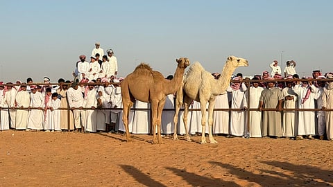 مزاد حائل للإبل.. حراك اقتصادي لافت وزيادة في مبيعات المحطات بنسبة 70%