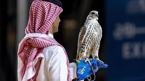 بيع 3 صقور بـ935 ألف ريال في مزاد معرض الصقور والصيد السعودي الدولي 2025