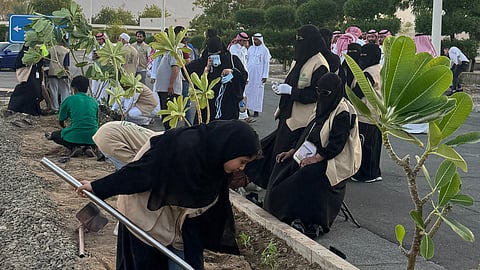بيئة العاصمة المقدسة تُدشّن موسم التشجير 2025 بزراعة 300 شتلة