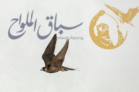 انطلاق أول أشواط سباق الملواح بمعرض الصقور والصيد السعودي الدولي 2025