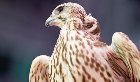 معرض الصقور والصيد السعودي 2025 يستقطب اهتمامًا عالميًا بمشاركة 1300 عارض من 45 دولة