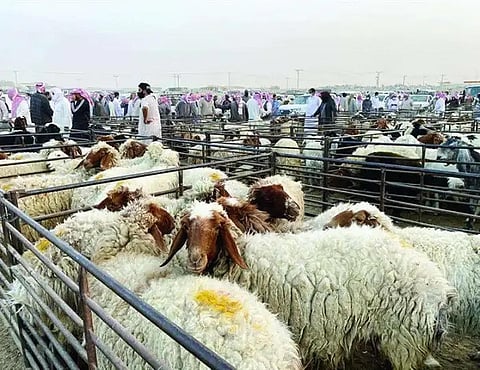 بعد قرار تثبيت الإيجارات.. ملاك حظائر العزيزية يواجهون رفعًا مفاجئًا بنسبة 100% ويطالبون بالتدخل