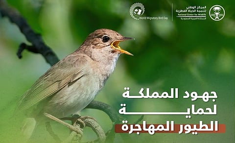 المركز الوطني لتنمية الحياة الفطرية: إجراءات شاملة لصون الطيور المهاجرة