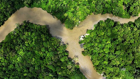 دراسة: غابات أستراليا المطيرة تحولت من مخزون للكربون إلى مصدر لانبعاثاته بسبب تغيّر المناخ