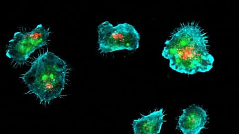 "أسلحة وإشارات مرور".. دراسة: الدهون داخل الخلايا توجه "الحبيبات السامة" بدقة لقتل الفيروسات والخلايا السرطانية