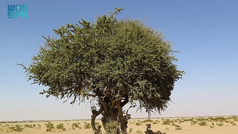 اكتشاف نادر لشجرة "السرح" في محمية الملك عبدالعزيز