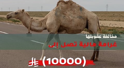 "أمن الطرق": عبور الإبل دون تنسيق مخالفة تستوجب غرامة 10 آلاف ريال