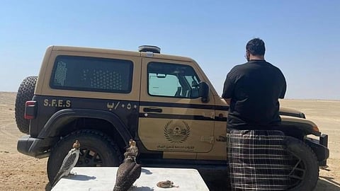 "الأمن البيئي" يضبط مواطنًا في ينبع اصطاد دون ترخيص وبحوزته 3 صقور وطائر سمان مخالف لنظام البيئة