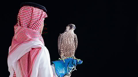 بيع شاهين فرخ في الليلة الـ19 لمزاد نادي الصقور السعودي 2025