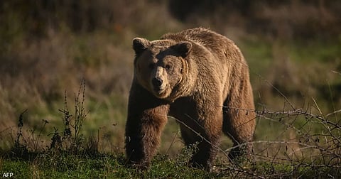 اليابان تطور بخاخ فلفل حار لصد هجمات الدببة القاتلة