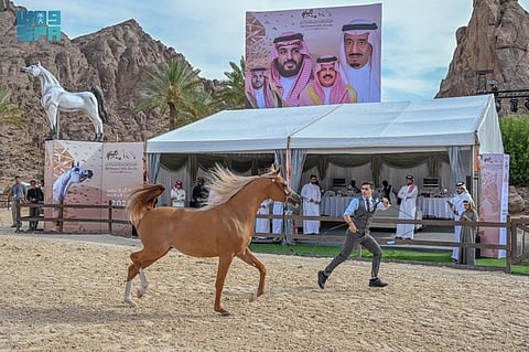 في نسختها الرابعة.. انطلاق بطولة حائل لجمال الخيل العربية الأصيلة 2025