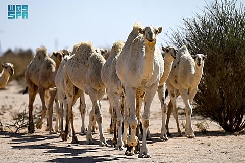 "الشديد".. رحلة تقود الإبل إلى مواطن الربيع