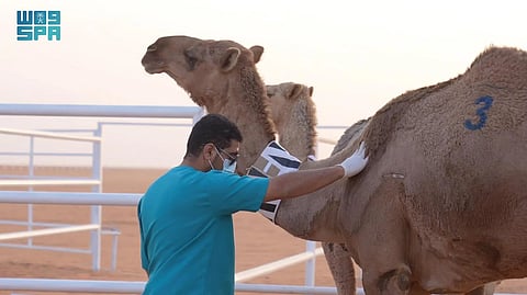 ضمن جهود "وقاء".. فحص 90 ألف عينة حيوانية لرصد الأمراض الوبائية في المملكة