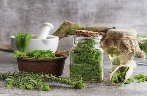 مركب نباتي روسي واعد للتحكم بالسكر والكوليسترول دون آثار كبدية