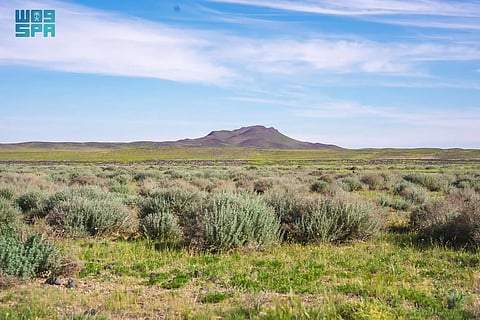 أشجار محمية الملك سلمان.. حصون خضراء تدعم التنوع الفطري
