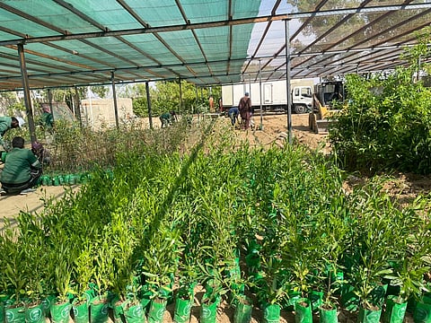 في إطار "السعودية الخضراء".. تشجير أكثر من 4000 شتلة في رنية وجدة ورابغ