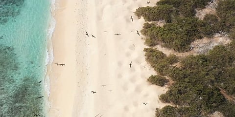 "الحياة الفطرية": إدراج "الثقوب الزرقاء" و"رأس حاطبة" يعزّز ريادة المملكة البيئية