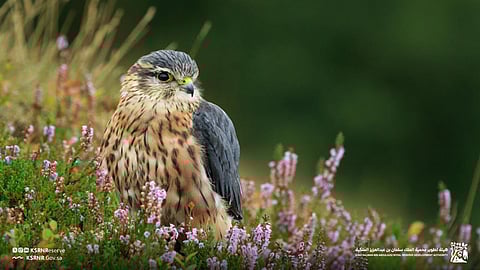 صقر اليؤيؤ في أحضان الطبيعة.. صورة توثّق غنى الحياة الفطرية بمحمية الملك سلمان