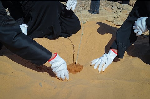 بالتعاون مع جامعة تبوك.. هيئة تطوير محمية الملك سلمان تطلق مبادرة لزراعة 1000 شتلة