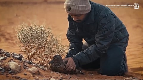 شاهد.. إنقاذ بطة مهاجرة من الإجهاد في محمية الملك سلمان الملكية