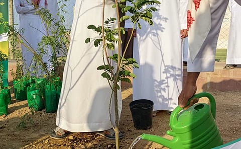 البرنامج الوطني للتشجير: السِّدر واللوز والتَّنضُب والحَماط من أكثر النباتات المحلية انتشارًا في بيئات الباحة المتنوعة