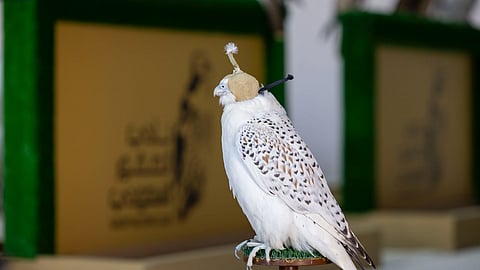 كأس نادي الصقور 2025.. يُمهِّد الطريق لمشاركة الصقارين في مهرجان الملك عبدالعزيز