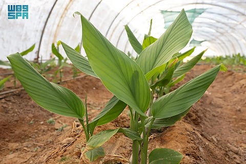 نجاح زراعة الكركم في تبوك يعزز التنوع الزراعي في المنطقة