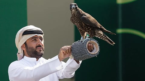 "كأس نادي الصقور 2025" يختتم منافسات الملواح بـ6 أشواط نخبة و155 صقرًا