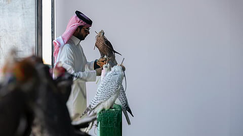 نادي الصقور السعودي يختتم مشروع توثيق ملكيات الصقور وتصحيح أوضاعها