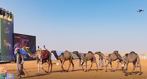 "بن حثلين" يقود تحكيم مفاريد الوضح.. و"النشمي" يتألق في مفاريد الصفر بمهرجان الإبل