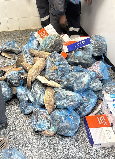 ضبط 760 كجم أسماك ودواجن غير صالحة في عسير