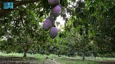 "البيئة" تطرح 4 فرص استثمارية بجازان لتعزيز الأمن الغذائي