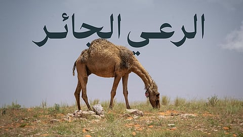 "محمية الملك سلمان الملكية": الرعي الجائر يُفقد الأرض حياتها ويبعثر التوازن البيئي