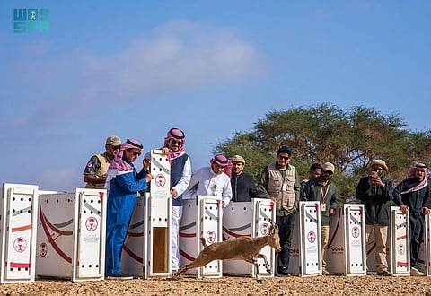 إطلاق 37 كائنًا فطريًا في محمية الحِجر بالعُلا لتعزيز التنوع البيئي