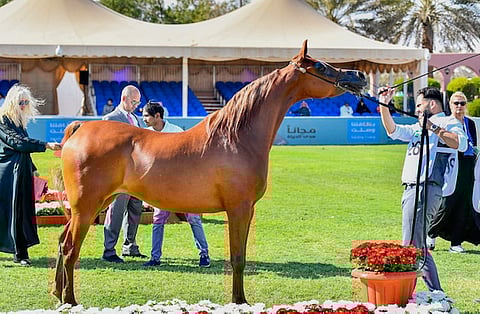 انطلاق العرض الدولي الثامن لجمال الخيل العربية بديراب بمشاركة 840 خيلًا ولمدة خمسة أيام