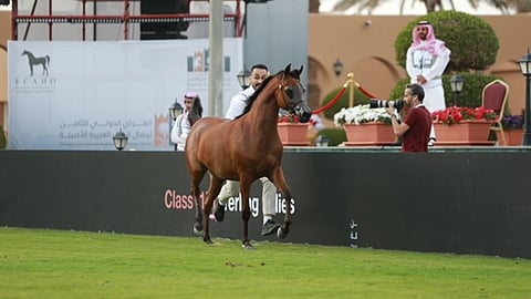 16 مهرة تتأهل في اليوم الأول لعرض جمال الخيل العربية بديراب