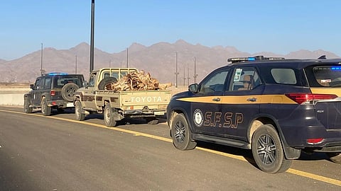 ضبط مخالف لنظام البيئة بحوزته حطب محلي في تبوك