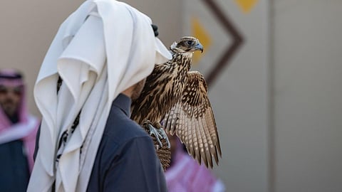 227 صقرًا تتنافس في 7 أشواط للهواة المحليين بمهرجان الملك عبدالعزيز للصقور 2025