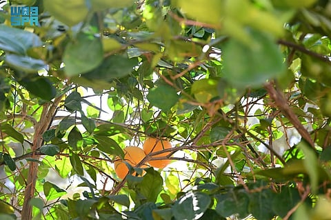 بدء موسم جني الحمضيات في العُلا بإنتاج يتجاوز 6 آلاف طن