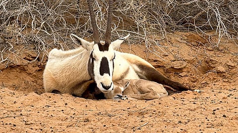 متنزه القصيم الوطني يشهد ولادة المها العربي للعام الثالث على التوالي