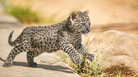 النمر العربي