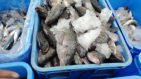 زراعة عسير: ضبط نحو 594 كلجرام من الأسماك الفاسدة بأبها وخميس مشيط 