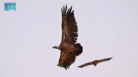 في رصد نادر.. "نسر روبّل" يظهر لأول مرة بوسط وشرق المملكة داخل محمية الملك عبدالعزيز