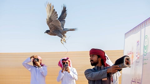 120 طيرًا حرًا تتنافس في مسابقة الهدد بمهرجان شرورة الشتوي الثامن