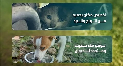 "البيئة" تطلق حملة لحماية الحيوانات في الشتاء وتدعو لسلوكيات الرفق والرعاية