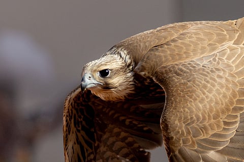 ختام منافسات الملاك الدوليين بمهرجان الملك عبدالعزيز للصقور 2025